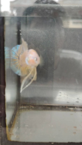 Haftmoon Plakat Betta Fish - Yellow Fancy