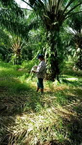 ดีฮีโร่พลัส สารปรับปรุงดินและเพิ่มประสิทธิภาพพืช