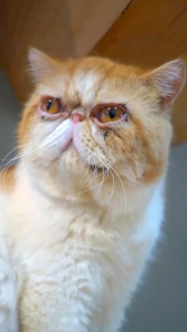Remov 10ml Obat Kucing Dan Anjing Mengobati Cacing Diare Telinga Muntah Mata Sariawan Demam Flu Pilek