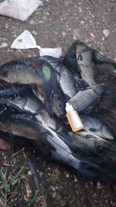 ESSEN IKAN MAS LELE PATIN BAWAL NILA