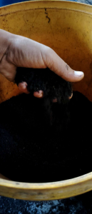 Original Baked Palm Black Soil