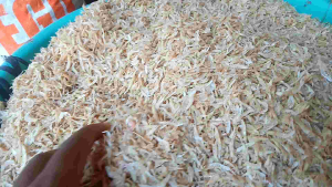Rebon Ebi Tawar Termurah 100 gr