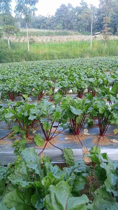 Buah Bit/Beet Root Fresh 1kg