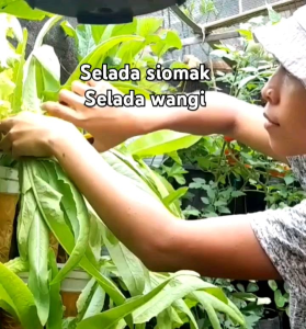 100 BUTIR BIJI/BENIH SELADA WANGI SIOMAK