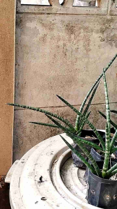 ว่านงาช้าง (Rhynchostylis gigantea) ไม้ประดับอาคาร และบ้านเรือน ราคา 25 บาท (ถุงชำ 3 นิ้ว)