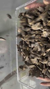 Kynam Supreme Oud Gred Super A+