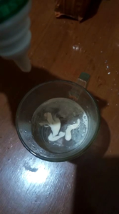 Essen Ikan Mas Nila Patin Bawal Lele Paling Bagus Segala Umpan Dan Cuaca Essen paling Paling Gacor Ikan Mas 30ml