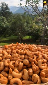 เม็ดมะม่วงหิมพานต์ Cashew nut