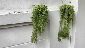 ริพซาลิสสายฝน ริพซาลิส สายฝน กระทู้ 4 นิ้ว ไข่มูก ริพซาลิสไข่มูก ถล่าย ถูกเสริม ขนาดกระทำ 4 นิ้ว