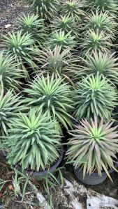 ต้นอากาเว่ ใบฟูสวย 8 นิ้ว ต้นอะเกฟ อากาเว่ ทรงปริมาตร