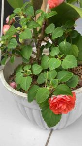 Bunga Impatiens double walleriana