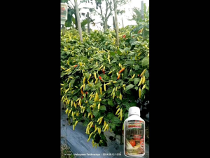 SAMINOKU 1 Liter Pupuk Organik Cair Asam Amino plus Chitosan