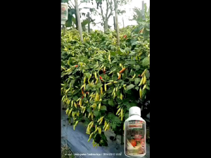 SAMINOKU 500 ml Pupuk Organik Cair Asam Amino plus Chitosan