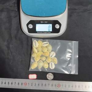 เลือกสีเหลือง - 50g Huang Bao วัสดุฝีมือ หอยเปลือกเล็ก 1.5-2.5cm