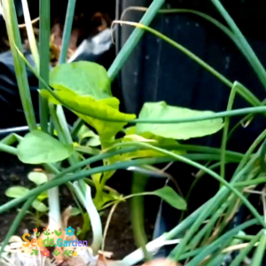 100 BUTIR BIJI/BENIH BAWANG MERAH LOKANATA F1 (repack)