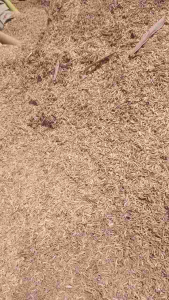 media tanam sekam padi mentah fermentasi