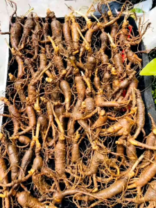 Sâm Trường Bạch Rừng 30-50 củ/1kg hang 8-10 năm