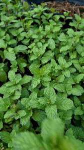 สะระแหน่ออแกนิคเก็บสด(บรรจุ50กรัม)