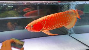 *ONE YEAR WARRANTY* Mayin Super Colour Plus Lampu LED Arowana Tanning Light Lampu Akuarium 马印i