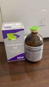 Ceftionel 50 (100ml) holland viêm vú viêm tử cung viêm phổi an toàn cho động vật mang thai
