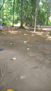 jala lempar pemberat besi lobang 3/4 senar 025 panjang 17 meter berat 21 kg mekar full