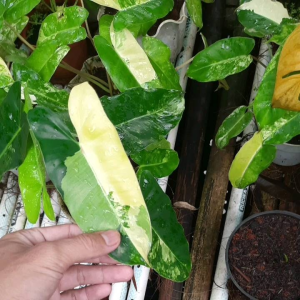 Paket 10 Pohon Brekele Varigata