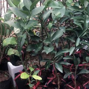 Cây giống quất ngọt thái lan cây giống chuẩn f1. Cây giống như hình 2