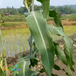 [TERLARIS] BIJI/BENIH TANAMAN SORGUM WARNA PUTIH