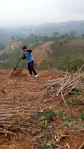 ALAT CABUT SINGKONG PRAKTIS BERKEBUN