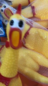 ไก่บีบมีเสียงร้องโอ๊ก ได่โอ๊ก