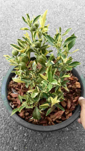 ส้มจี๊ดด่าง(ด่างถึงผล)