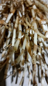 jual akar alang alang segar asli per1 kg