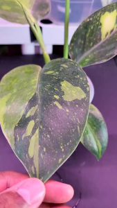 philodendron green congo variegated