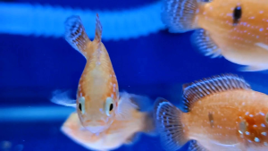 Red Jewel Cichlid  Fish | 5cm