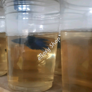Crowntail Halfmoon Betta