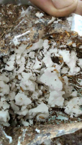 เหยื่อกำจัดปลวก โฟกัสต้า 100 กรัม/ถุง ของแท้ล้าน​เปอร์เซ็นต์​  ไม่ใช่ผลิตภัณฑ์ของจีน มีเอกสารครบ มีผลทดสอบ GMP ISO MIT MSDS COA มีทะเบียนปศุสัตว์