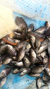 paket isi 50 Gurame soang Nguku terlaris +pakan bergaransi