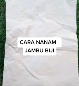 30 BUTIR BIJI | BENIH TANAMAN JAMBU BIJI MERAH