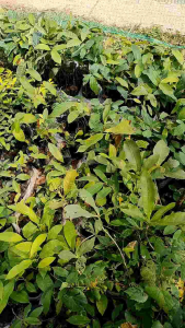 Nadtida ต้นมั่งมี ต้นไม้ตายระหว่างขนส่ง, เคลมฟรี ต้นไม้ป่า, ต้นไม้มงคล มั่งมี ต้นไม้ตาย ระหว่างขนส่ง เคลมฟรี