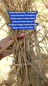 Jerami kering dan bersih 1 kg untuk sarang atau dekorasi