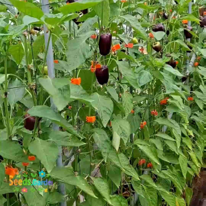 10 BUTIR BIJI/BENIH TANAMAN PAPRIKA UNGU