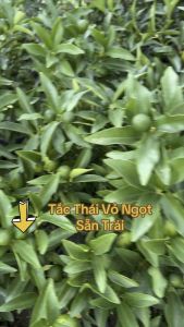 Cây giống Tắc Mỹ Vỏ Ngọt đang sẵn trái