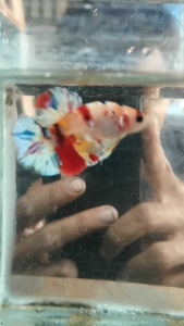 Plakat Multicolour: Desain Unik & Promosi Bisnis