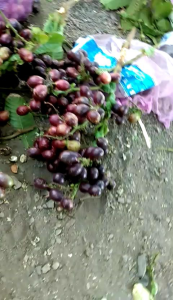 Buah Matoa Super 1kg Fresh Petik (Order Baru Dipetikan)