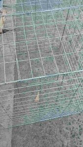 Square Collapsible Galvanized Wire Cage 2.5x2.5x2.5 Feet 14 Lines HD Pet Cage