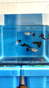 Black Moscow Guppy 1Pair Free Apple Snails