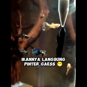 TEMPAT MAKAN IKAN OTOMATIS MINI AKSESORIS AQUASCAPE AKUARIUM AQUARIUM UNIK