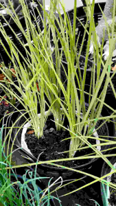 ต้นหอมบั่วเลย เข่งจิ้ว 10" แบบไม่ลงหัวและมีดอก organic