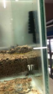 Hairy Puffer/Readystock/Freshwater/Ornamental Fish