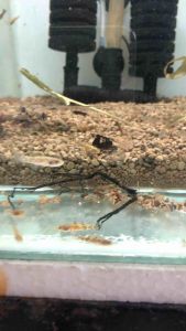 Marble Goby/Ketutu/Readystock/Freshwater/Ornamental Fish